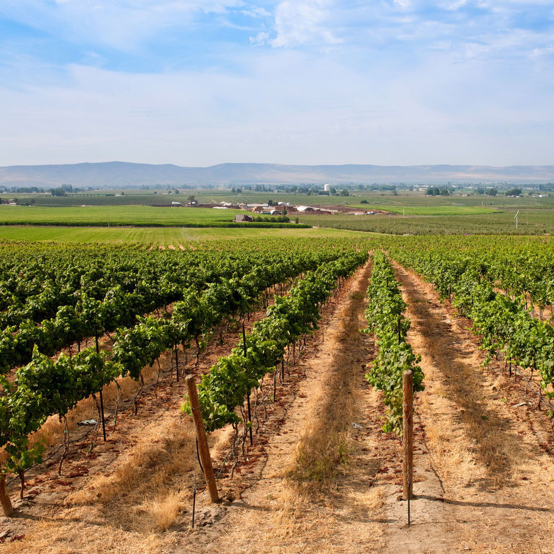 vineyards stretch over the land in Yakima, Washington
