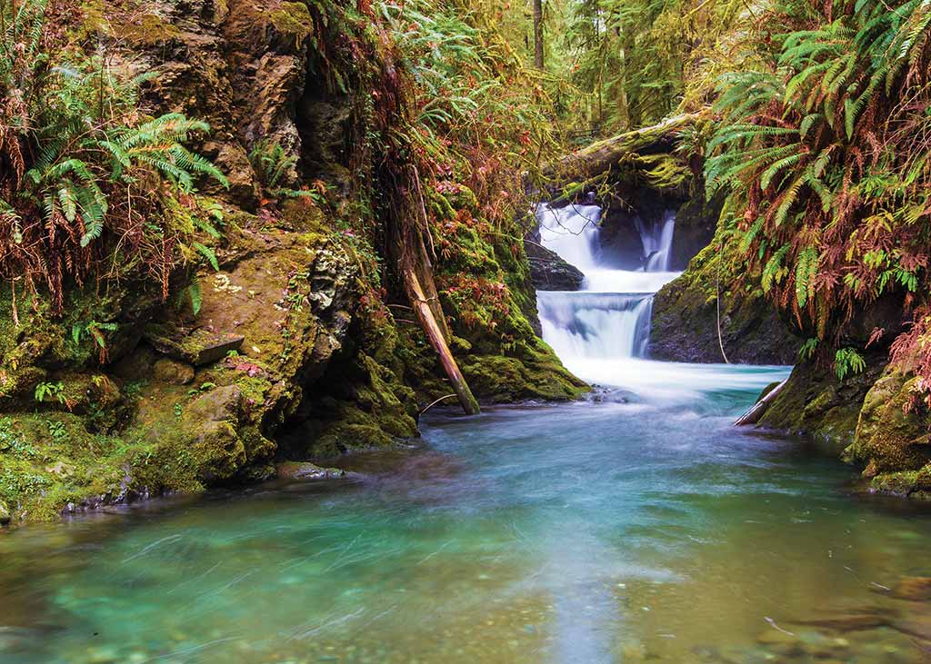 waterfall in the Washington rainforest in 