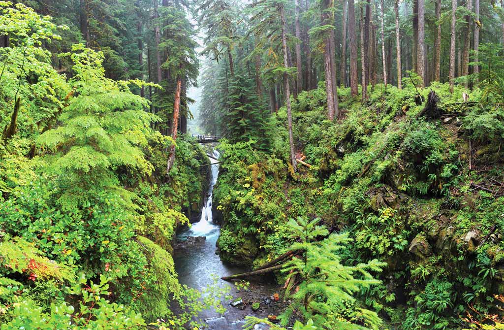 greenery in Hoh Rain Forest