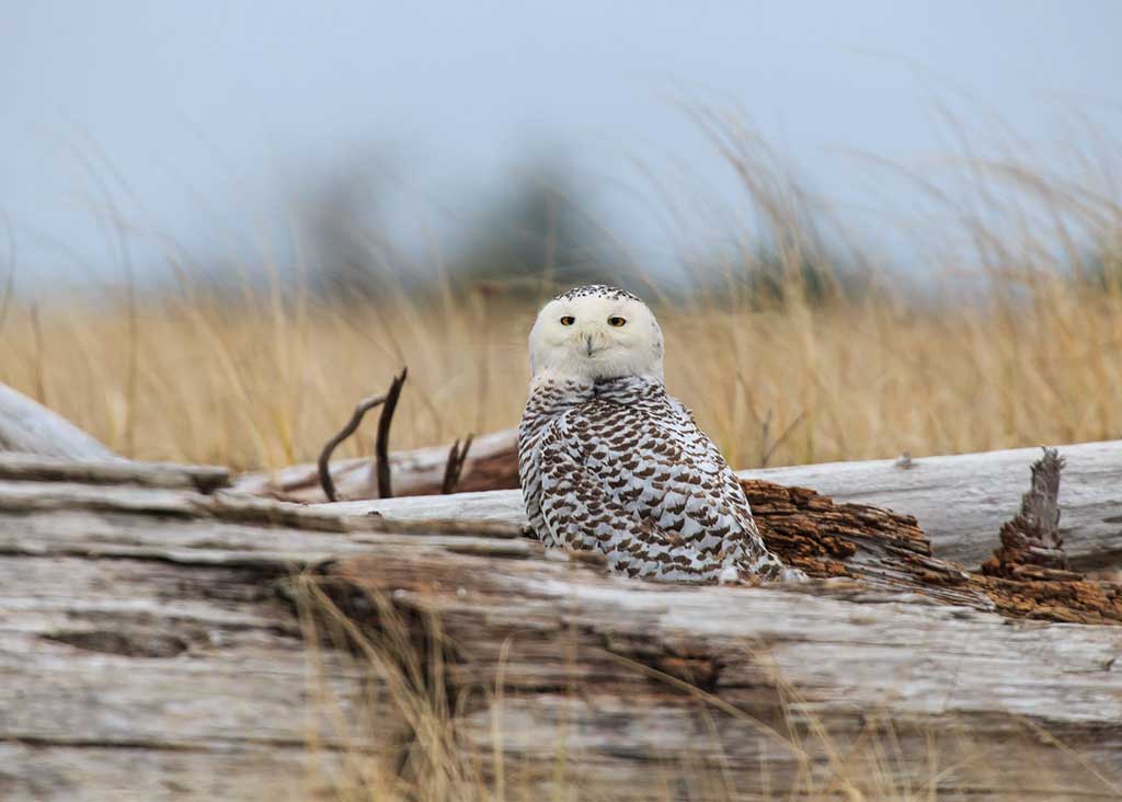 A snowy owl in Damon Point State Park