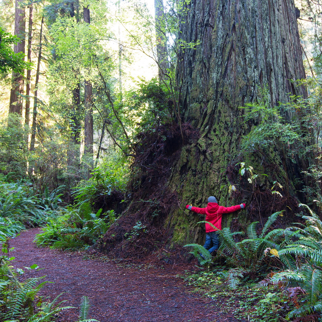 child hugging a redwood in Yosemite