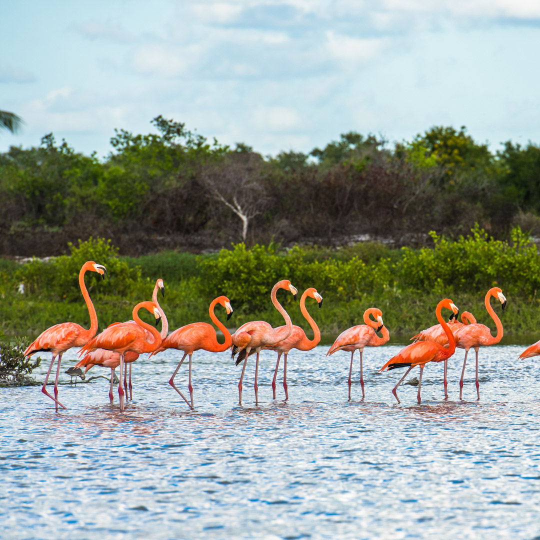 flamingoes standing in water