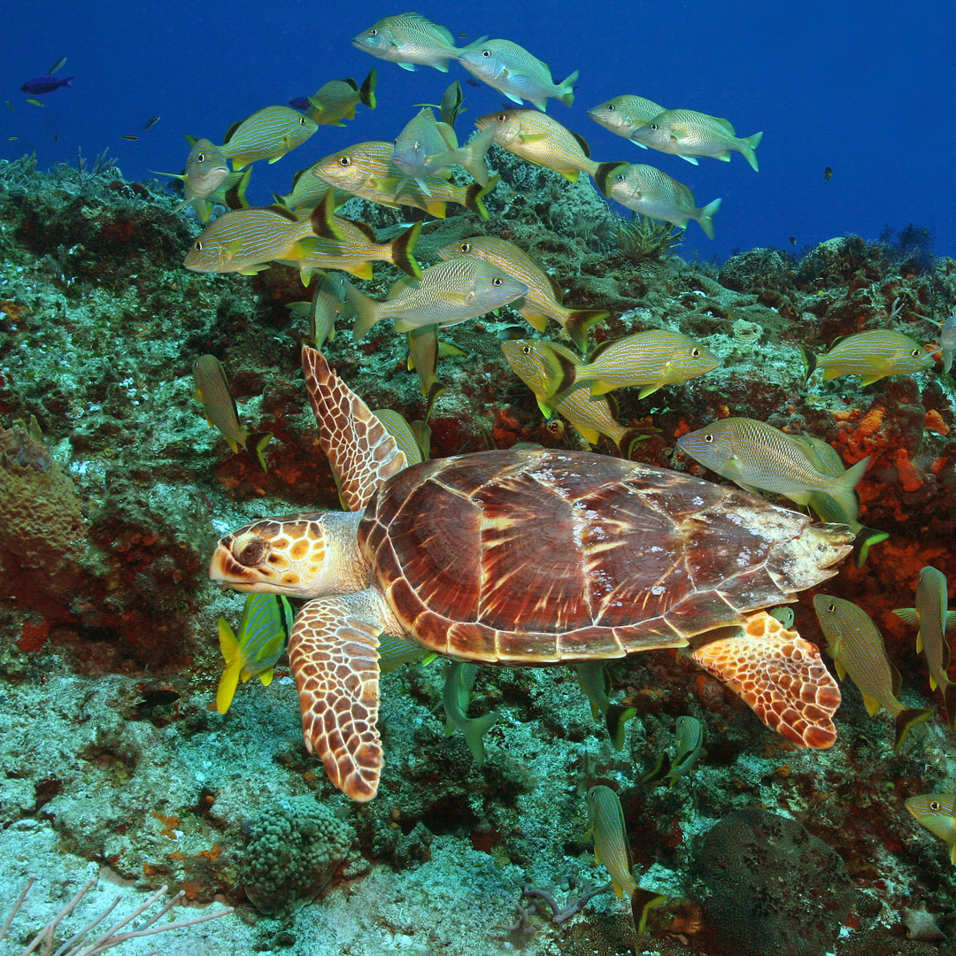 hawksbill sea turtle swimming among a school of fish