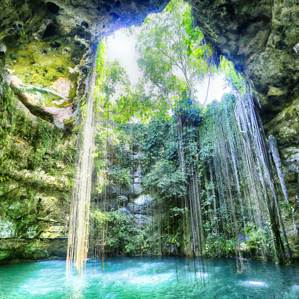 vines hanging down into a cenote in the Yucatan