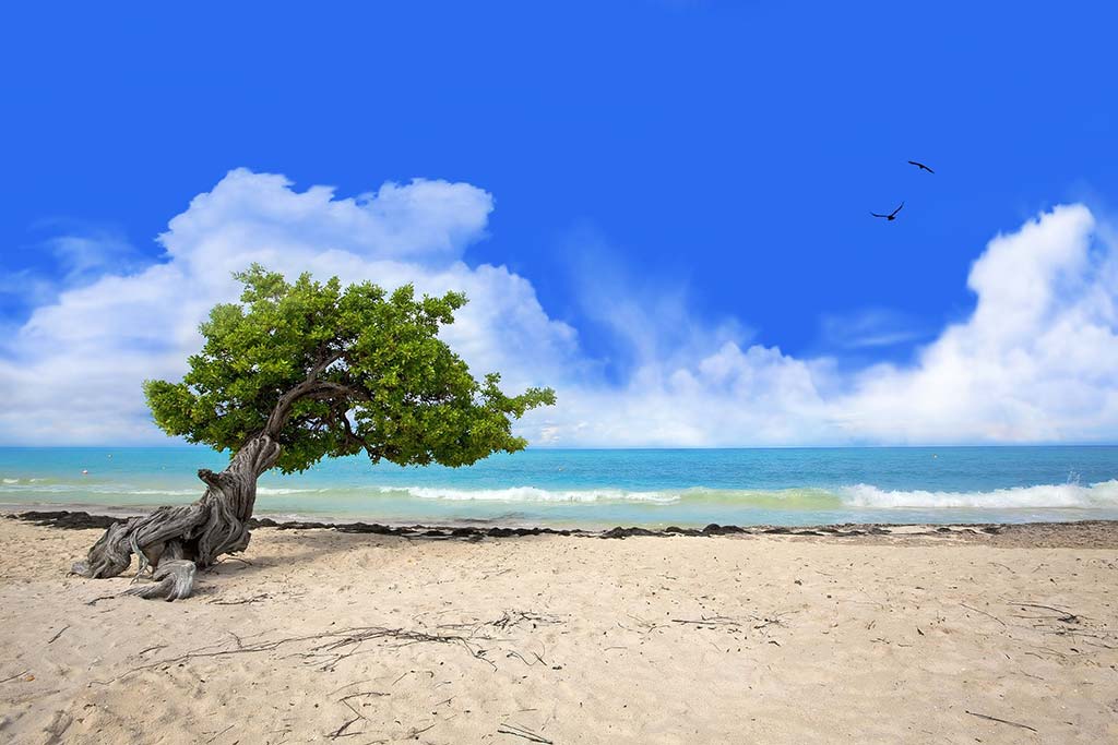 divi tree on Eagle Beach, Aruba