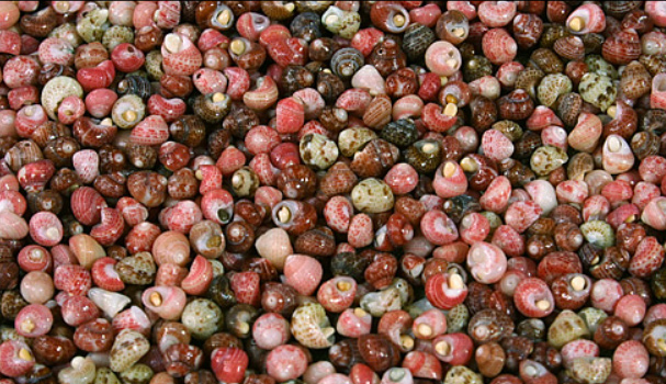 A scatter of tiny colorful niihau shells.