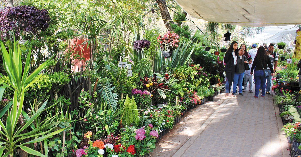 patrons in Parque Juarez perusing plant displays