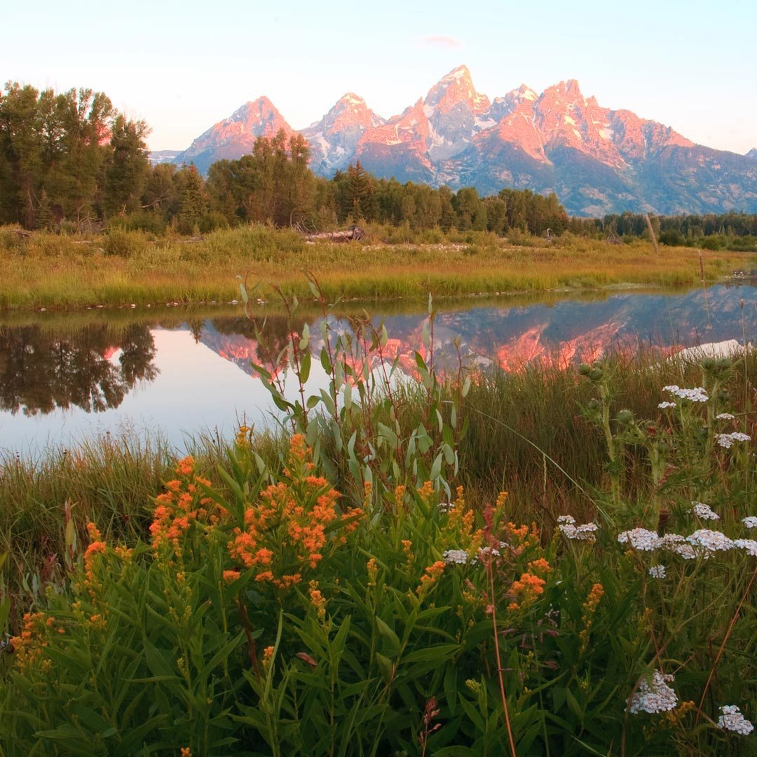 wildflowers in Grand Teton National Park