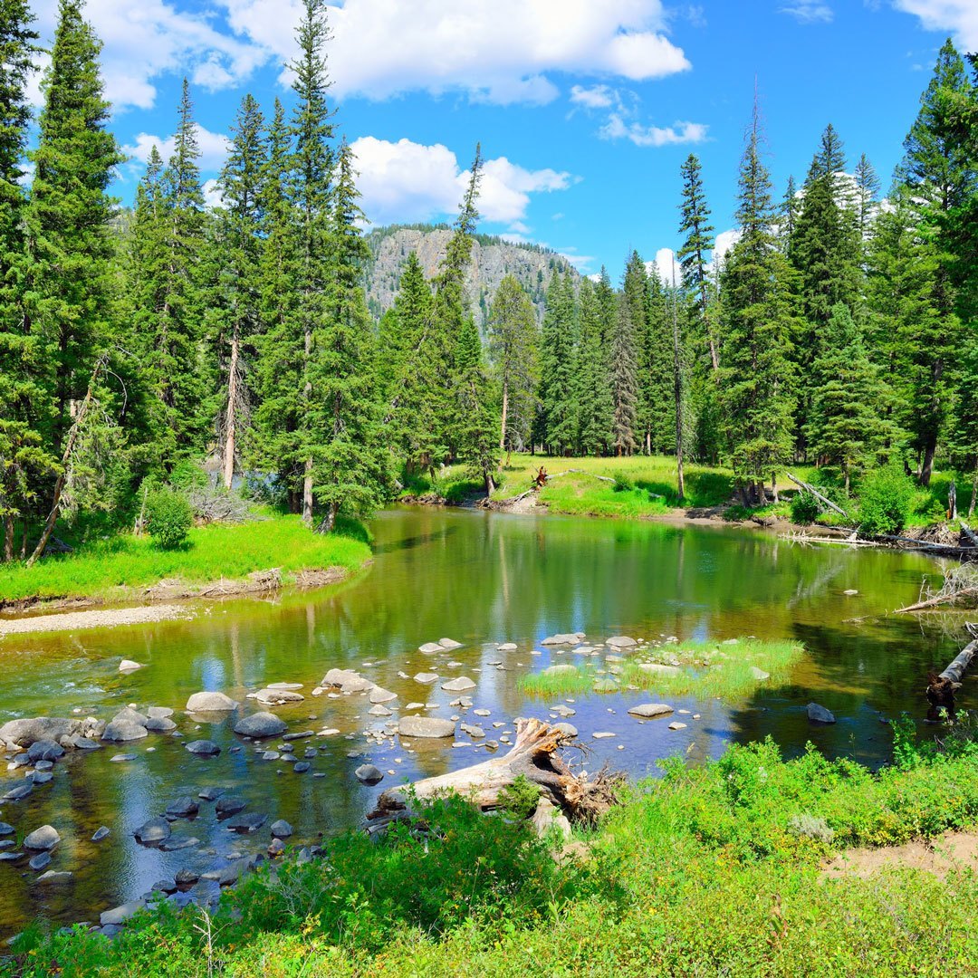 creek running through green forest