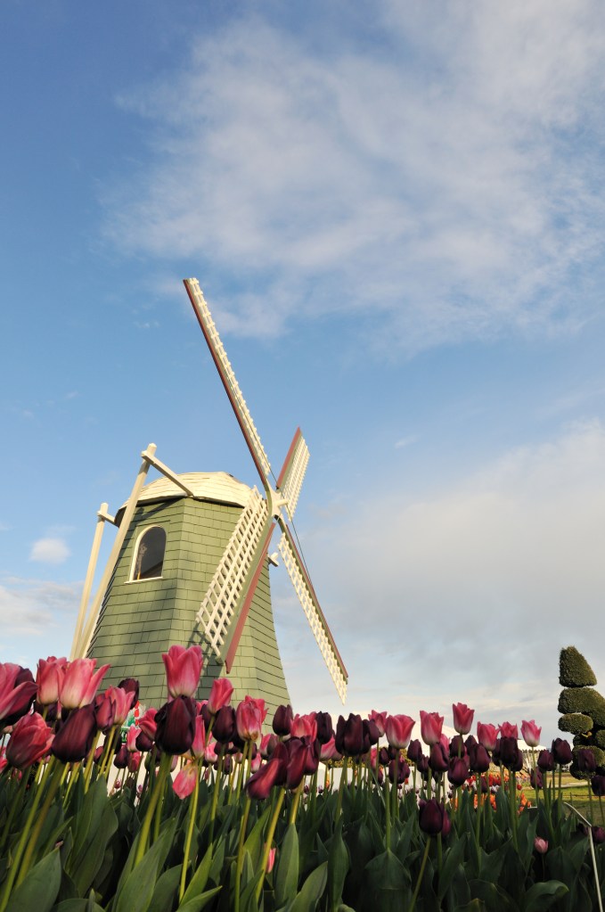 a windmill with tulips in bloom