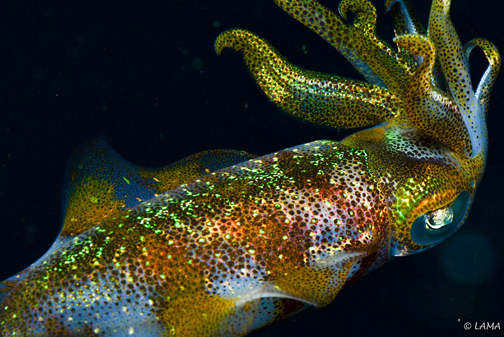 Photo of a reef squid in Bonaire close enough to see the luminescent detail of its skin.