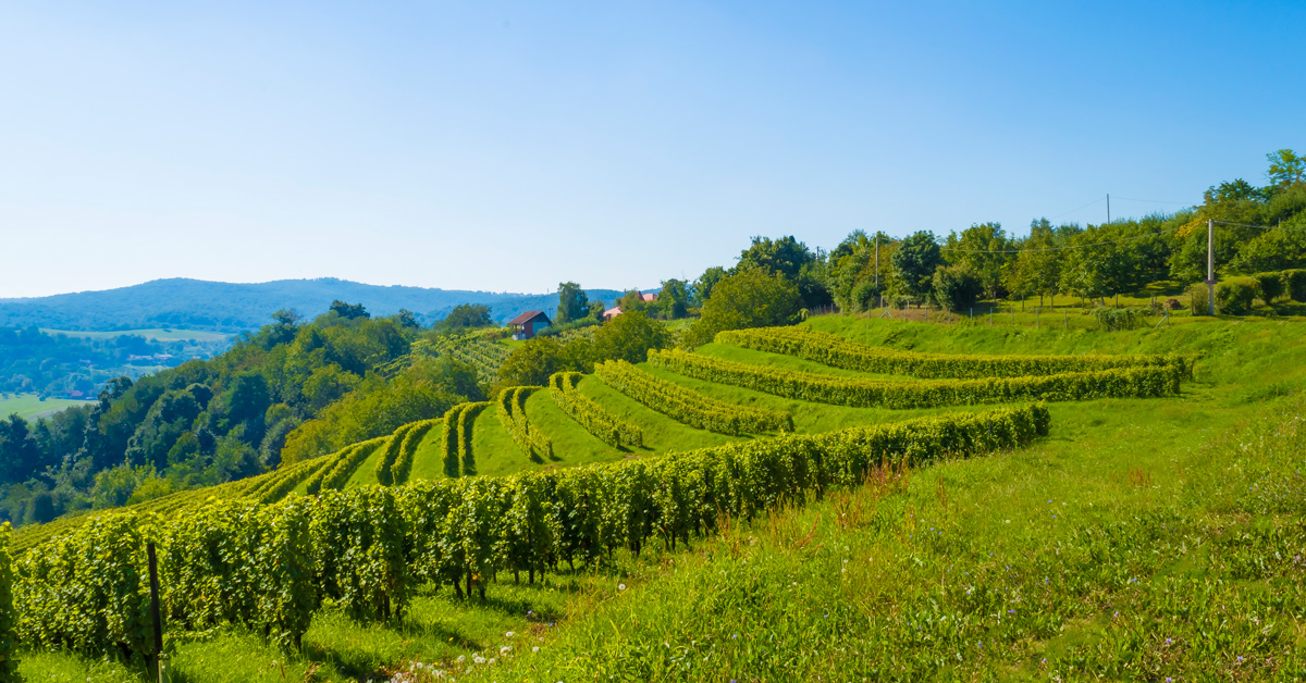 rolling green hills covered in grape vines