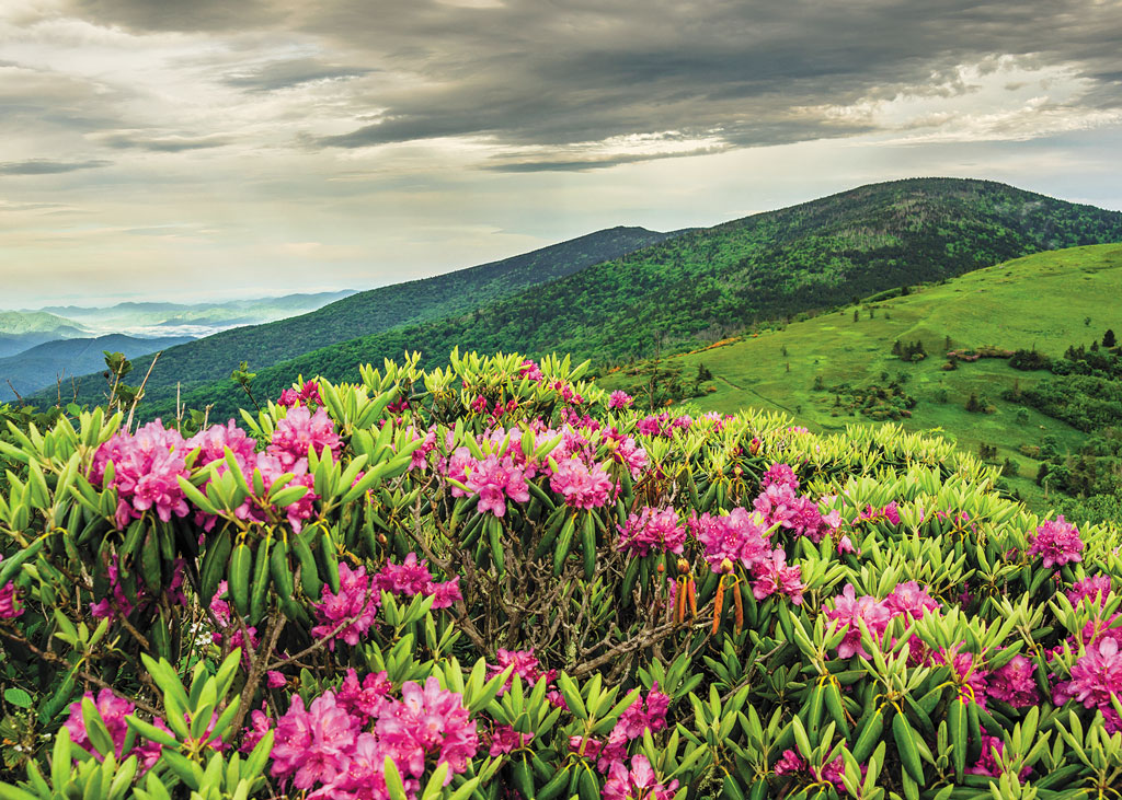 rhododendrons on a mountain