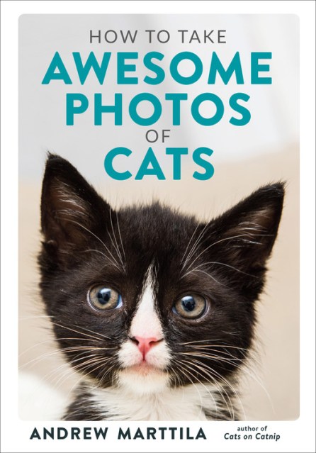 How to Take Awesome Photos of Cats