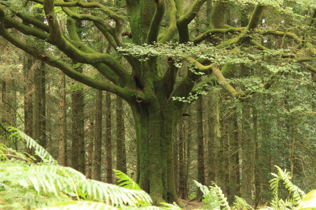 Forest of Brocéliande