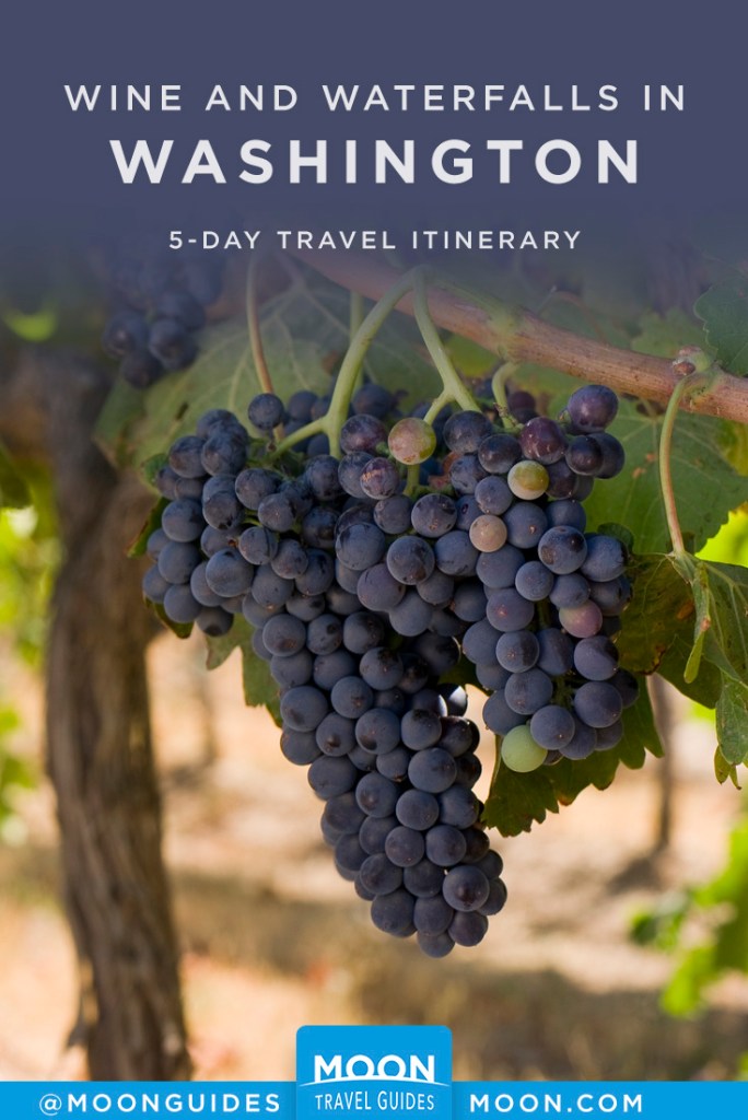 Purple grapes hanging on a vine. Pinterest graphic.