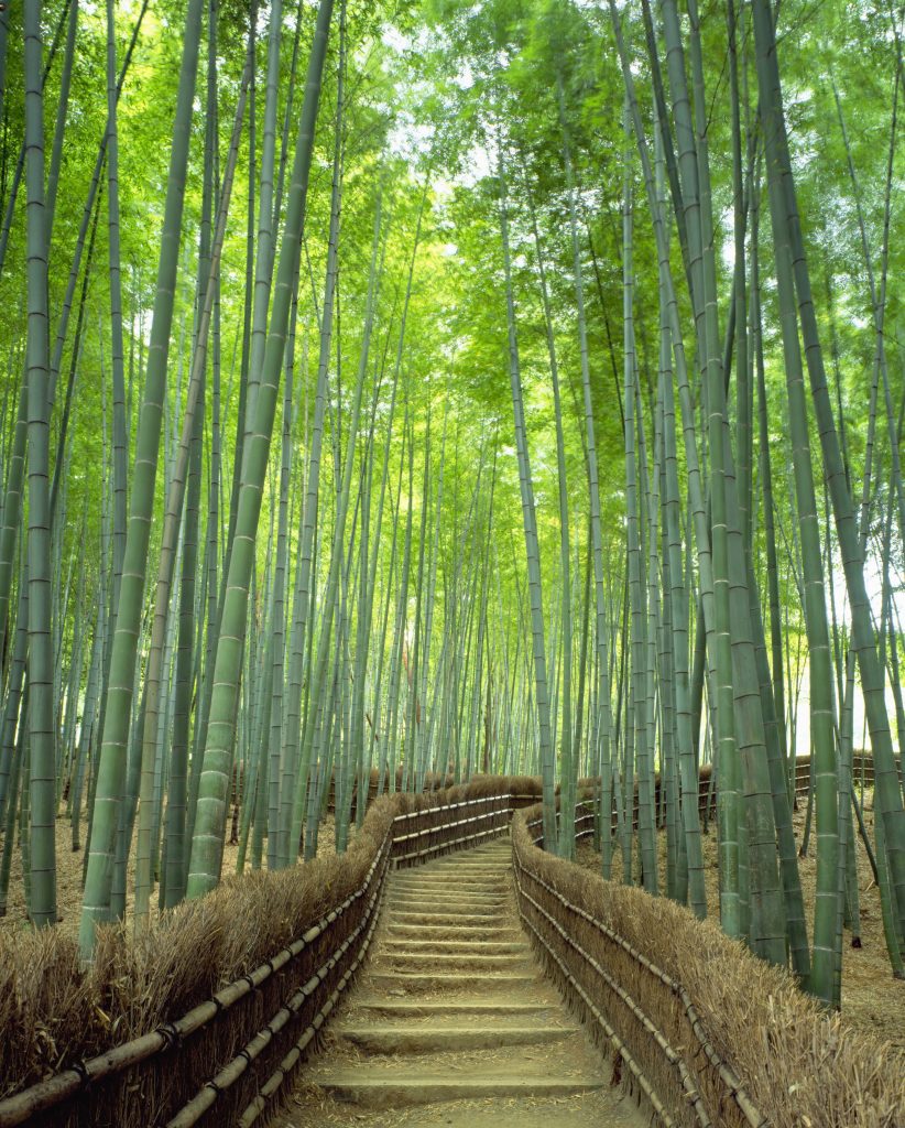 Wander Arashiyama's bamboo grove