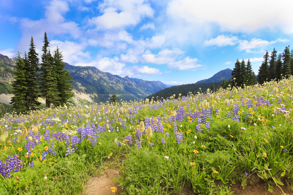 Image of Naches Peak Loop Trail with wildflowers and blue skies
