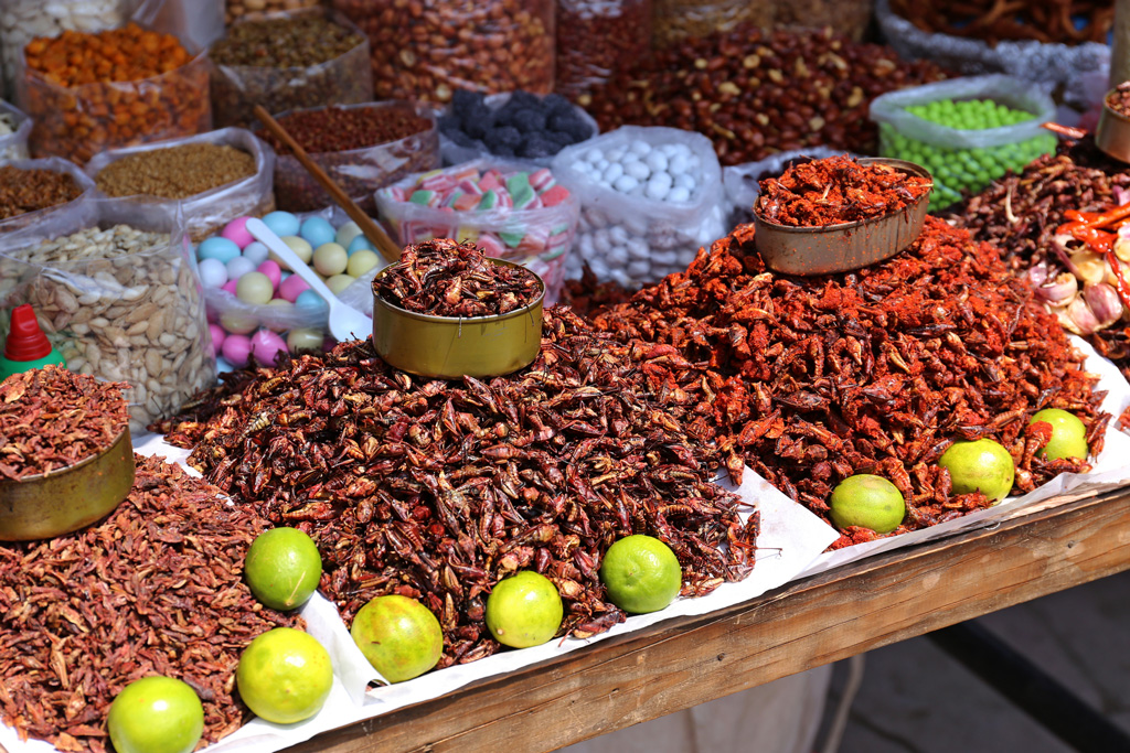 photo of chapulines and other insects on a table for sale in oaxaca