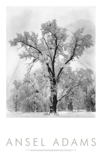 Oak Tree, Snowstorm, Yosemite National Park, Cailfornia 1948