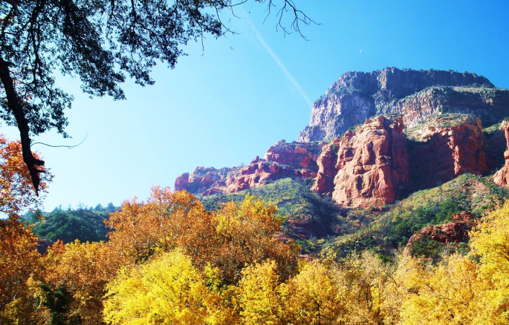red rocks of sedona surrounded by golden colored trees