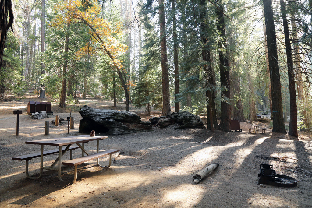 flat campground with fallen log in Sequoia National Park