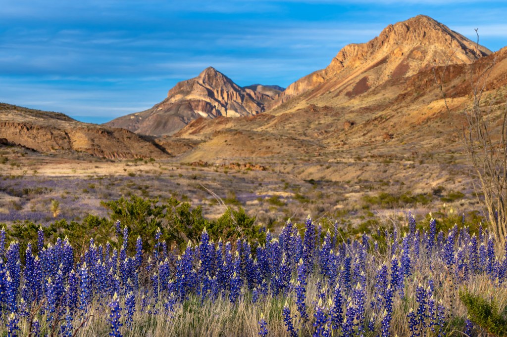 blue bonnets with a background view of the mountains. 