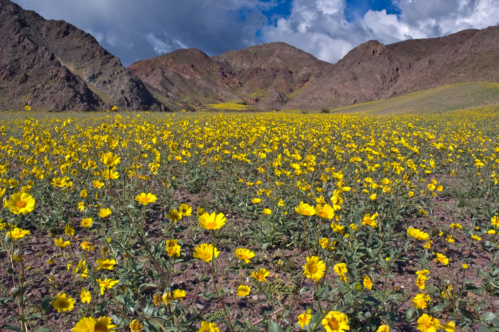 Field of yellow flowers with a background view of mountains. 