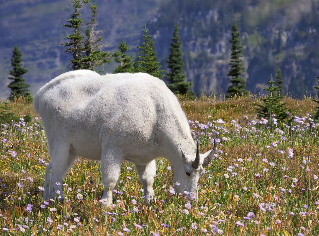 white goat grazing among the wildflowers.