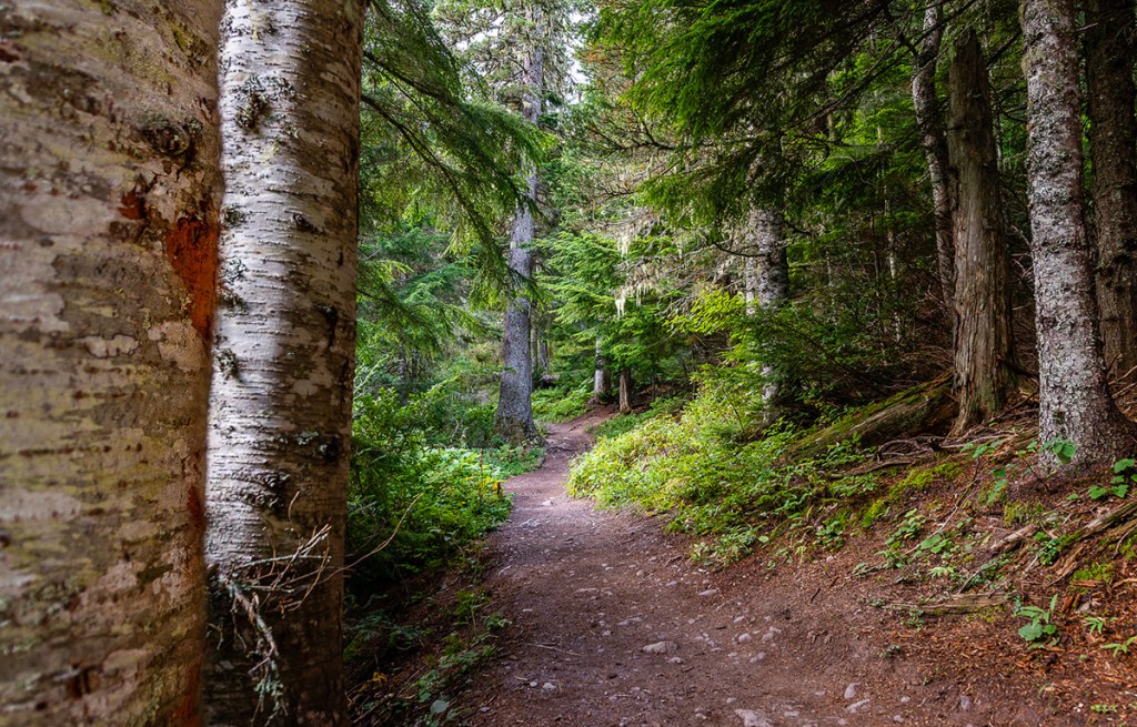 wooded hiking trail in glacier national park