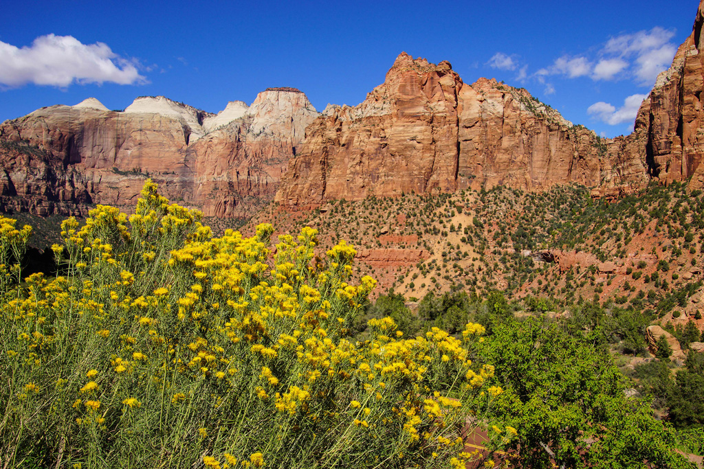 view of yellow wildflowers with a background view of sandstone mountains.