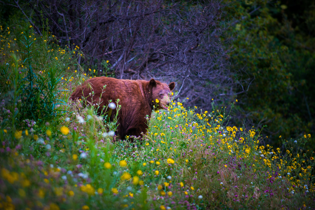Black Bear California Sequoia Kings Canyon National Park surrounded by wildflowers.