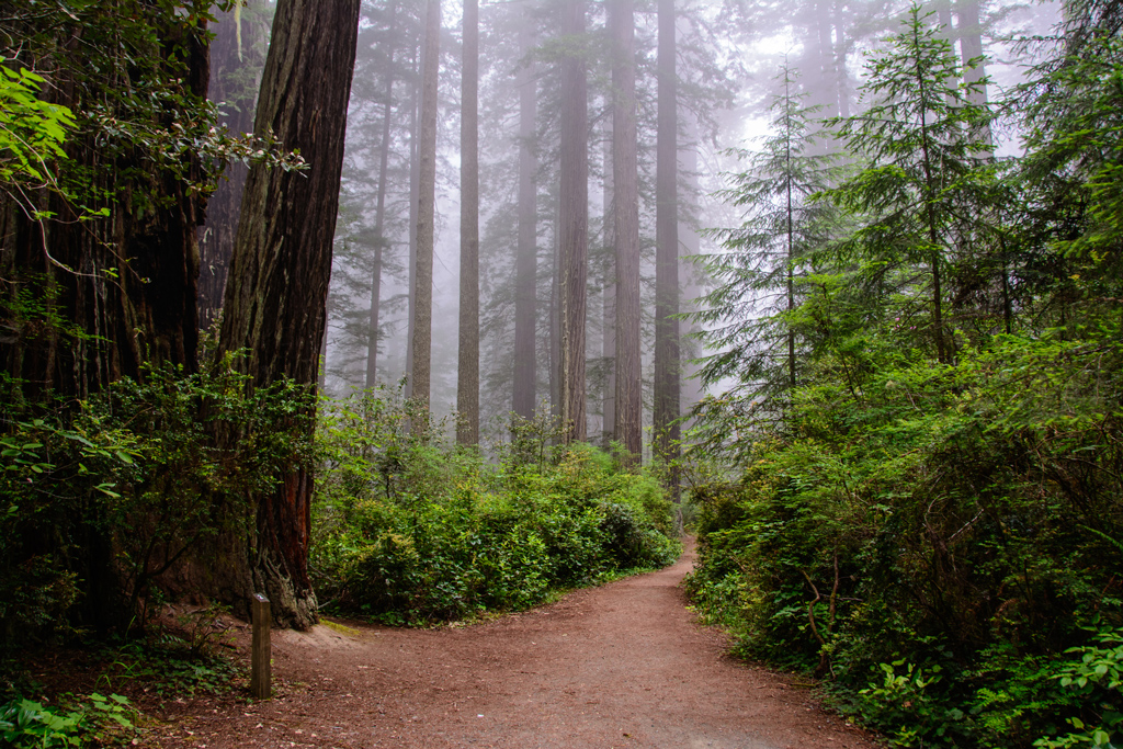 Trail in the forest, Redwood National Park, California with misty fog.