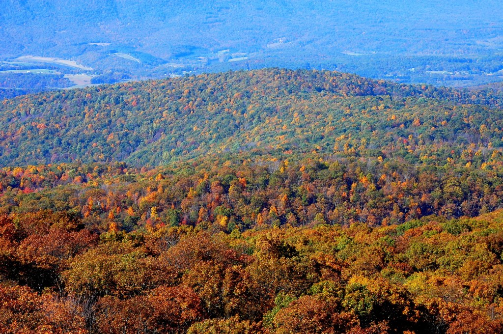 Skyline Drive scenic overlook view of colorful forest in shades of orange and gold