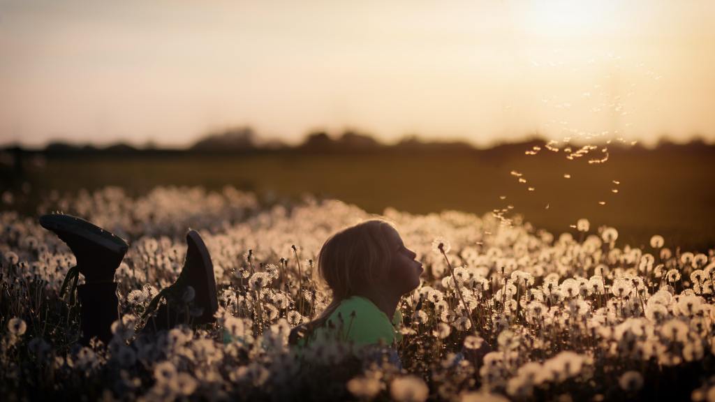 A child lying in a field of dandelion flowers blowing one into the wind