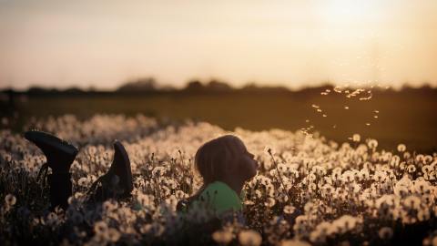 A child lying in a field of dandelion flowers blowing one into the wind