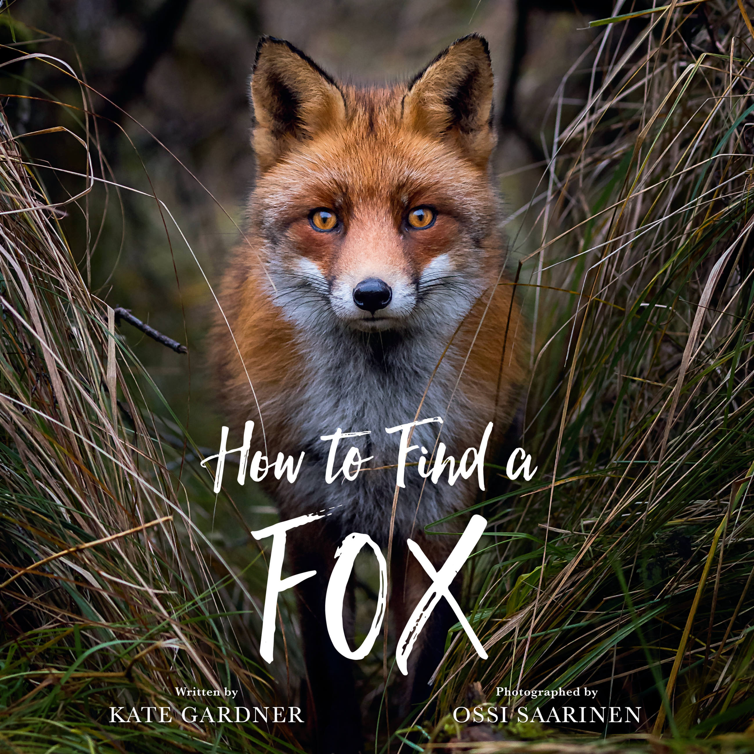 How to Find a Fox by Kate Gardner | Hachette Book Group