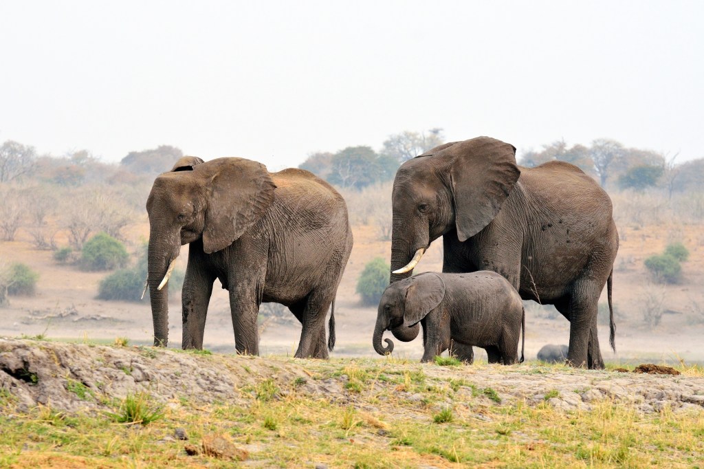 elephants in Chobe National Park