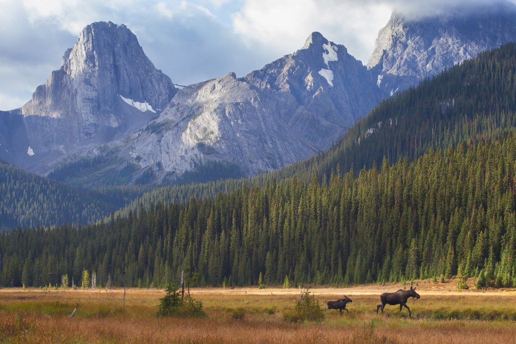 Moose in Kananaskis Country, Alberta, outside of Banff National Park