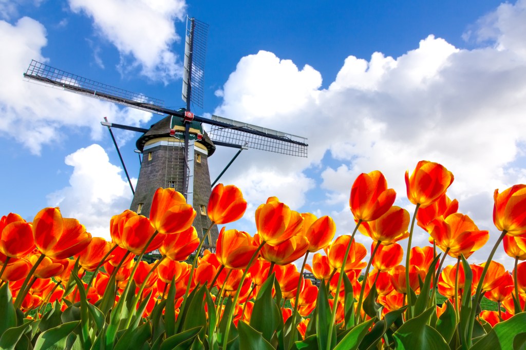 a windmill in the Dutch countyrside