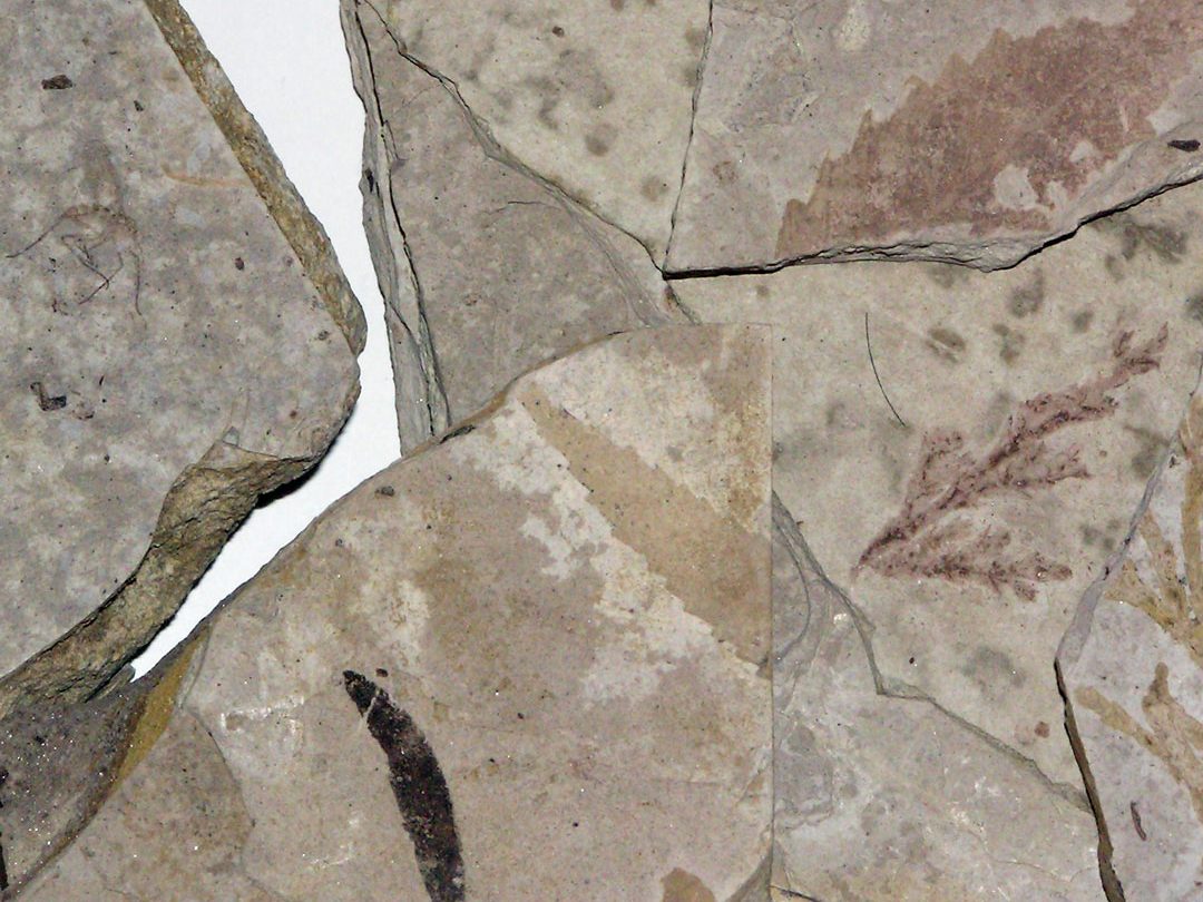 pieces of rock with fossils embedded