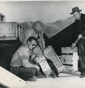 Greyscale photo of three men letting a beaver out of a wooden crate