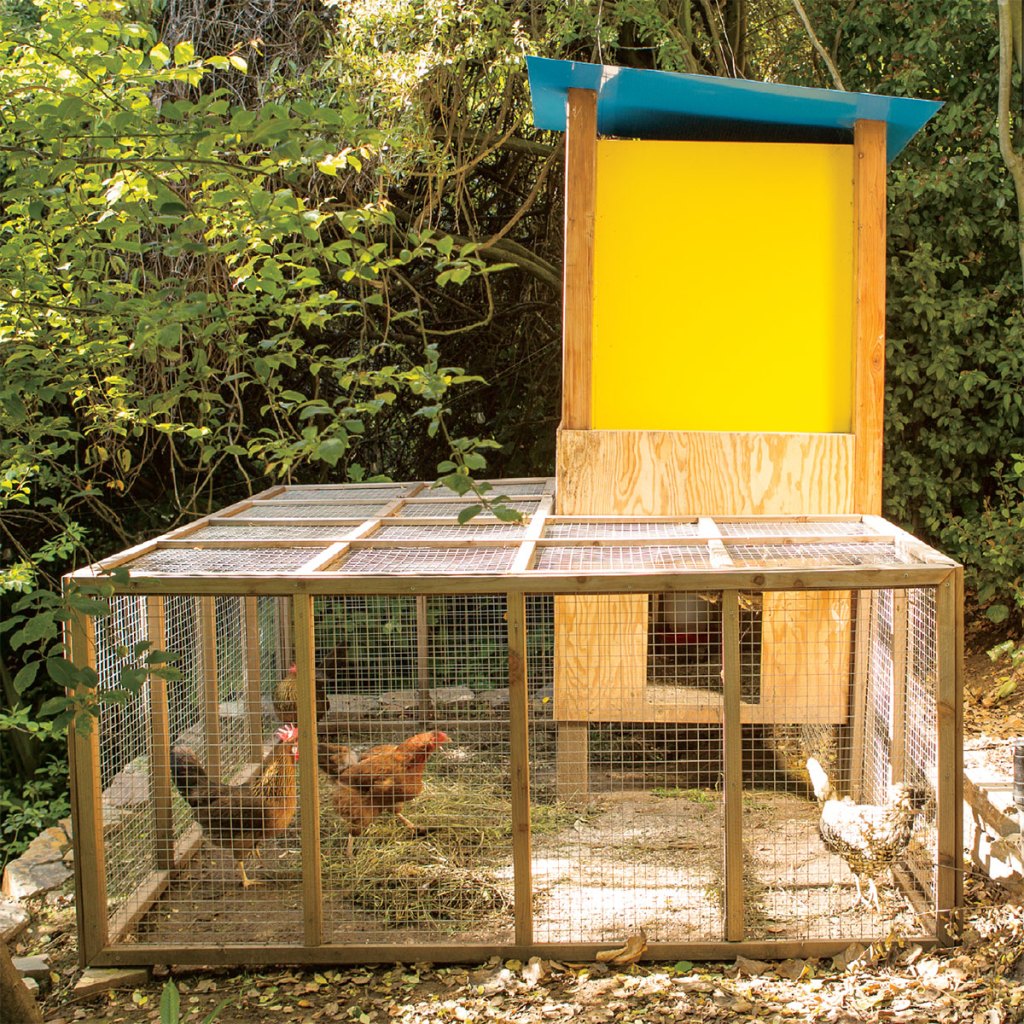 Photo of chicken in a wire enclosure