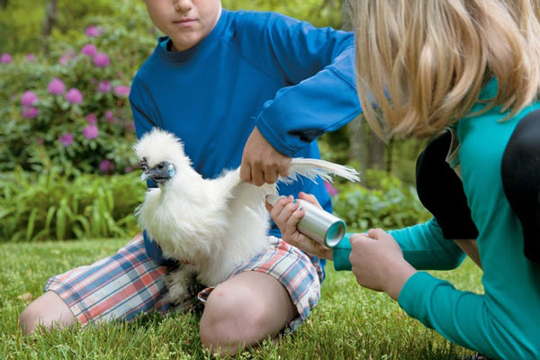 Photo of kids putting botanical bug spray on a chicken.