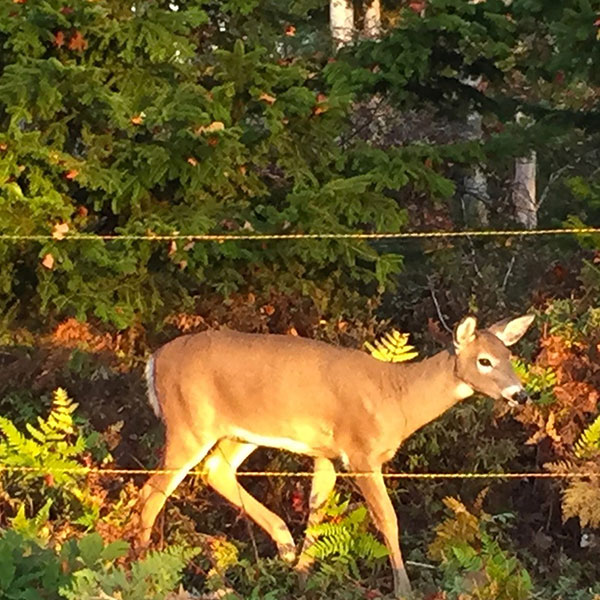 storey-Ask An Expert: Niki Jabbour-06