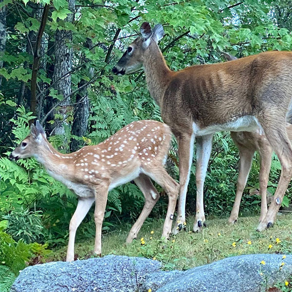 storey-Ask An Expert: Niki Jabbour-03