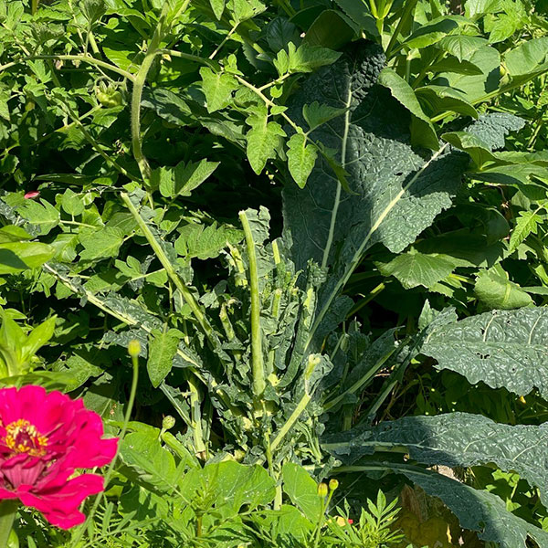 storey-Ask An Expert: Niki Jabbour-02