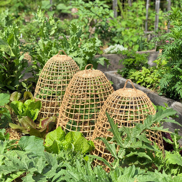 storey-Ask An Expert: Niki Jabbour-05