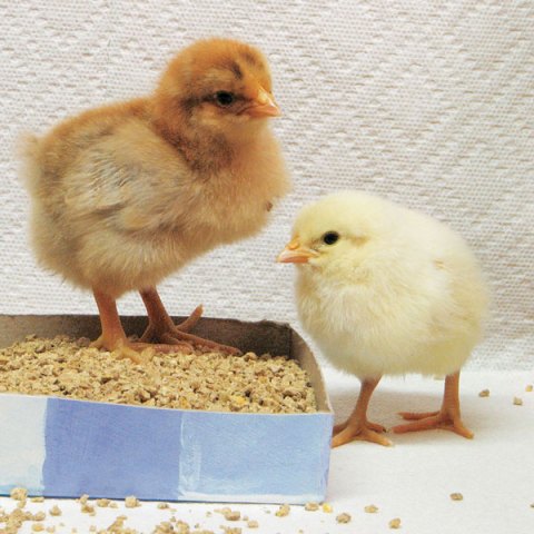 Chick Care: Feeding and Watering Dos and Don’ts