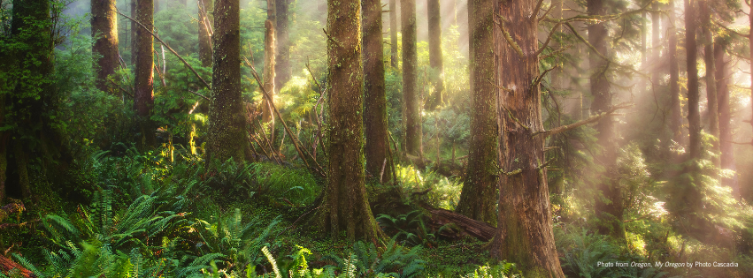Forest with beams of sunlight, Photo from Oregon, My Oregon by Photo Cascadia